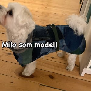 Milo med hundtäcke
